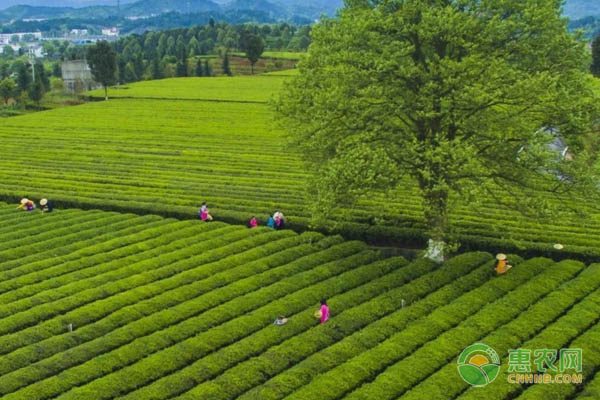 秋季蛋鸭饲养管理要点 营养调节防寒保暖促高产-绿源新宇生物有机肥官网