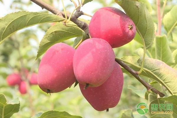 当前农民对农资产品的新需求变化分析-绿源新宇生物有机肥官网 当前农民对农资产品的新需求变化分析-绿源新宇生物有机肥官网