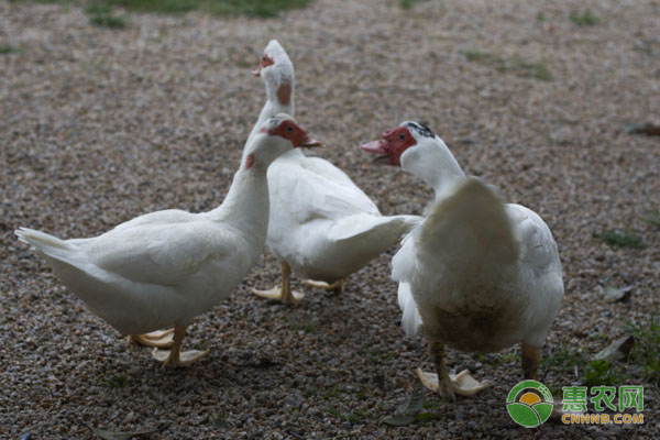 远程教育助力农村养殖业发展 科技兴农提升农户收益-绿源新宇生物有机肥官网