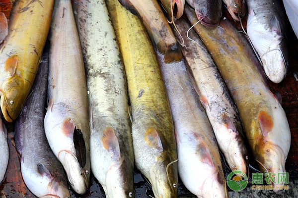 农业机械推广政策解读：先进适用农机产品支持措施-绿源新宇生物有机肥官网