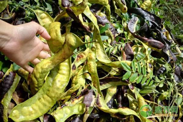 黄渤海区刺网休渔时间调整为6月1日至9月1日-绿源新宇生物有机肥官网