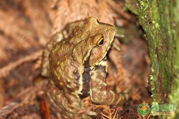 平谷大桃有了"数据身份证" 扫码可追溯全程种植信息-绿源新宇生物有机肥官网