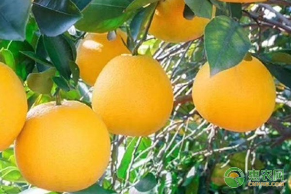 世界休闲农业与乡村旅游城市联盟峰会在湖南望城举行-绿源新宇生物有机肥官网