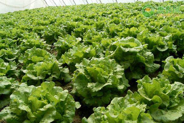 菜农种植木耳菜月入十万 专业基地批发致富经-绿源新宇生物有机肥官网 菜农种植木耳菜月入十万 专业基地批发致富经-绿源新宇生物有机肥官网