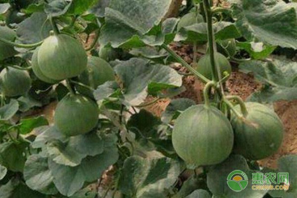 农民种植辣椒致富经验分享 辣椒种植技术要点全解析-绿源新宇生物有机肥官网