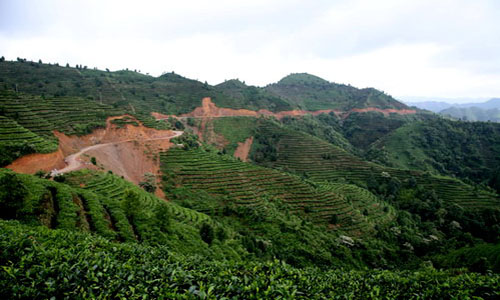 凌云白毫茶扩大种植规模解决供不应求难题-绿源新宇生物有机肥官