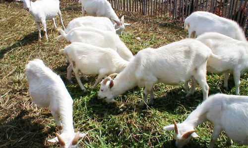 羊规模养殖饲料管理技术要点-绿源新宇生物有机肥官网