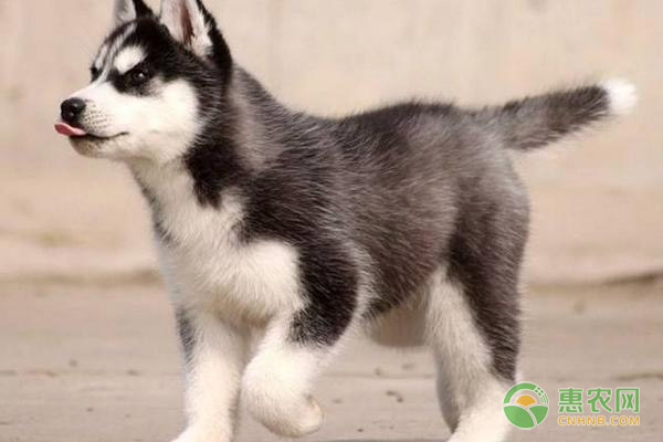 木耳菜批发难题如何破解 电商平台助力供需对接-绿源新宇生物有机肥官网