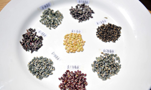 彩色小麦红薯玉米土豆大米等多彩农作物品种兴起，营养丰富前景广