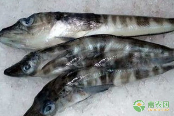 湖南泸溪椪柑畅销全国 多渠道销售助力果农增收-绿源新宇生物有机肥官网 湖南泸溪椪柑畅销全国 多渠道销售助力果农增收-绿源新宇生物有机肥官网