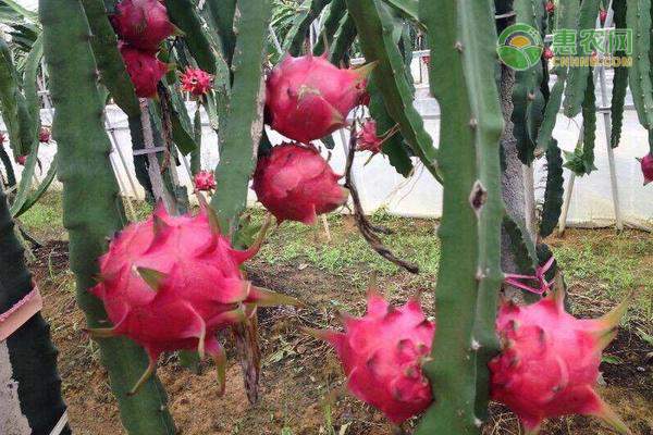 新疆博湖县特色种植产业蓬勃发展 辣椒甜菜成农民致富新路径-绿源新宇生物有机肥官网