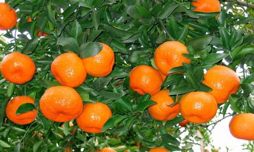 泸溪椪柑产业发展壮大 专业合作社助力果农增收致富-绿源新宇生