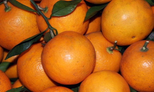 冰糖柑价格实惠营养丰富 市场销售火爆受欢迎-绿源新宇生物有机