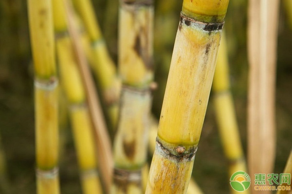 冰糖柑批发采购攻略:网上交易省时省力的企业福利首选-绿源新宇生物有机肥官网 冰糖柑批发采购攻略:网上交易省时省力的企业福利首选-绿源新宇生物有机肥官网