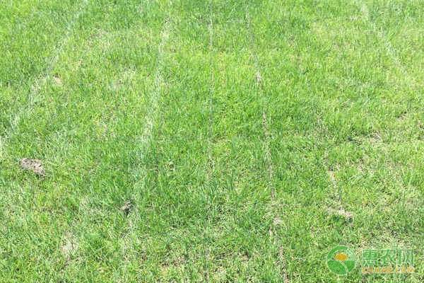 冰糖柑价格实惠营养丰富 市场销售火爆受欢迎-绿源新宇生物有机肥官网