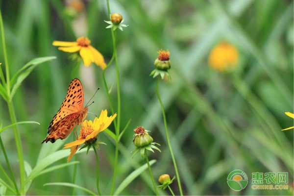 盘锦河蟹丰收年：85万亩养殖面积创35万吨产量佳绩-绿源新宇生物有机肥官网