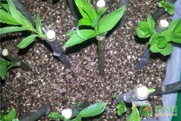 泸溪椪柑亮相农博会获好评 口感甘甜多汁受追捧-绿源新宇生物有机肥官网