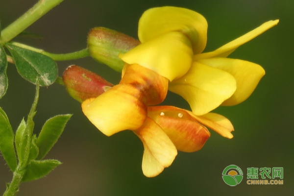 白毫茶批发渠道变革 线上交易平台助力茶商采购-绿源新宇生物有机肥官网
