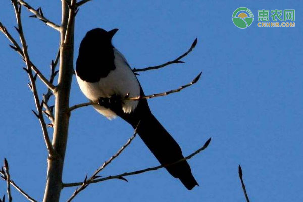 白毫茶在茶艺展示中的独特价值与市场前景分析-绿源新宇生物有机肥官网