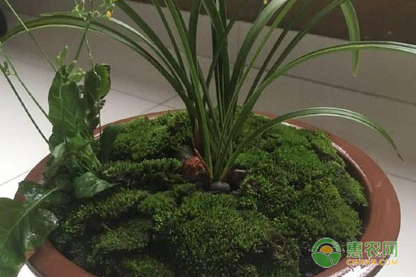 冰糖柑网络销售前景广阔 线上平台助力果农拓展销路-绿源新宇生物有机肥官网