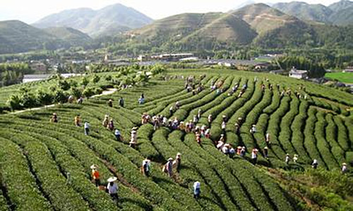 台湾休闲农业成功经验对内地发展的启示-绿源新宇生物有机肥官网