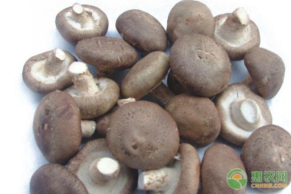 葡萄冬季防寒管理技术要点：埋土防冻与石硫合剂应用-绿源新宇生物有机肥官网