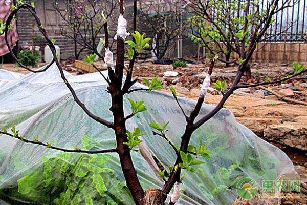 木耳菜营养价值高价格实惠 当季绿叶蔬菜新选择-绿源新宇生物有机肥官网