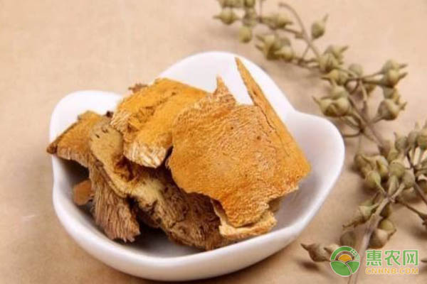 凌云白毫茶收购指南：地理标志产品的品质挑选要点-绿源新宇生物有机肥官网