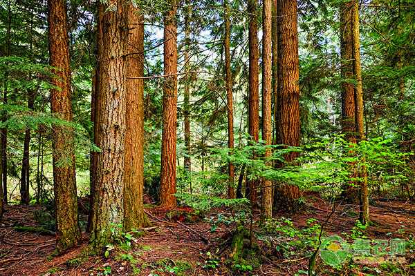 麻阳椪柑品质改革成效显著 品质提升助力果农增收-绿源新宇生物有机肥官网