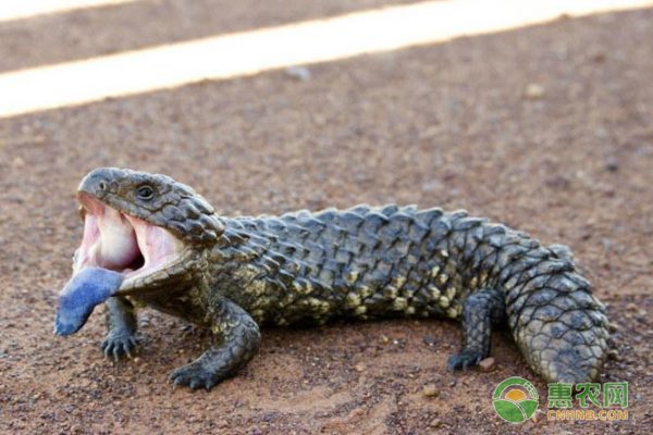 凌云白毫茶价格走势分析 生态旅游带动茶叶价值提升-绿源新宇生物有机肥官网
