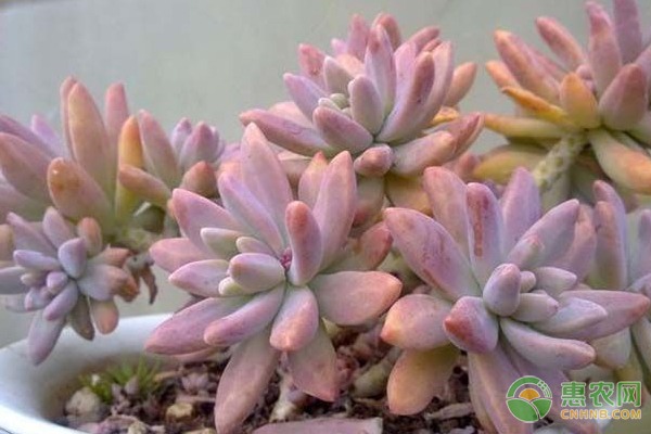 椪柑迎来丰收季，泸溪椪柑两千年底蕴成就甜蜜产业-绿源新宇生物有机肥官网