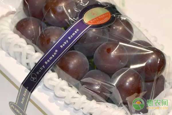 木耳菜价格行情分析：反季蔬菜市场价格走势及营养价值解读-绿源新宇生物有机肥官网