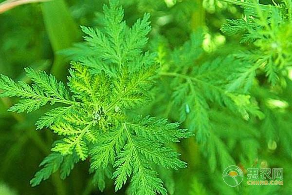 麻阳冰糖柑农博会上受热捧，甘甜多汁成抢购焦点-绿源新宇生物有机肥官网