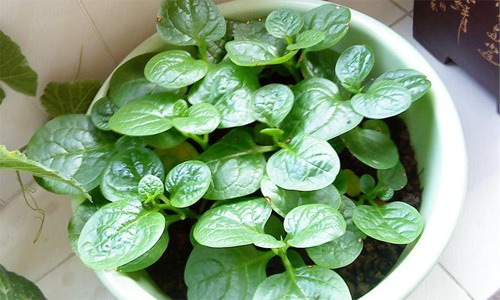 木耳菜营养价值高价格实惠 清脆爽口有助健康-绿源新宇生物有机