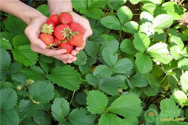 割晒机批发零售商机分析 农业机械化助力农户致富-绿源新宇生物有机肥官网