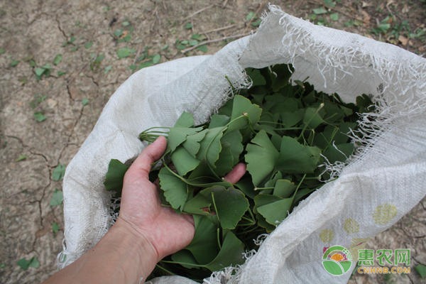 凌云白毫茶如何凭借千年传承抢占市场地位-绿源新宇生物有机肥官网