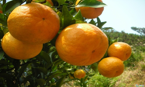 椪柑价格稳定市场供给充足，冬季水果销售走俏带动产地经济-绿源