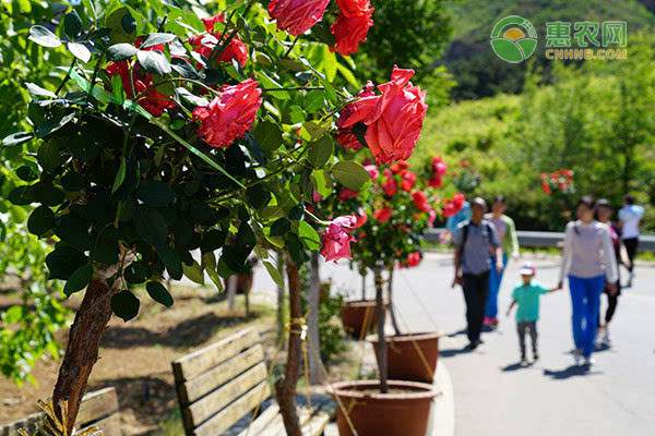 椪柑价格稳定市场供给充足，冬季水果销售走俏带动产地经济-绿源新宇生物有机肥官网