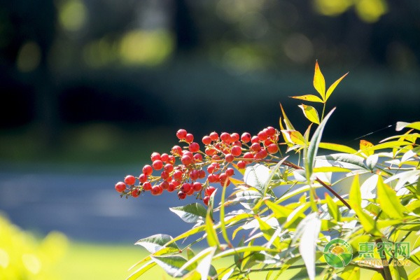 河蟹养殖市场行情看好 价格稳定助力农户增收致富-绿源新宇生物有机肥官网