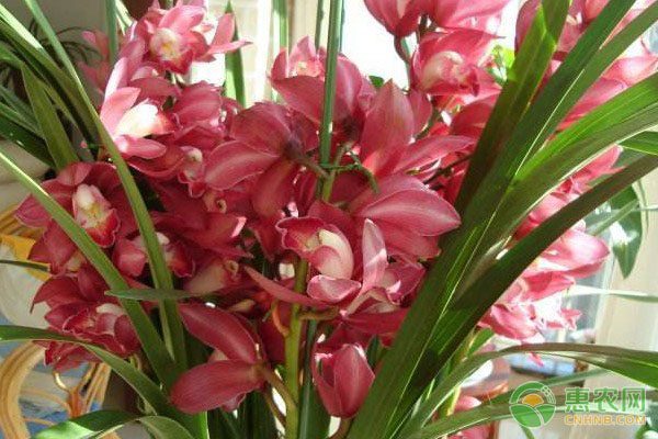 河蟹生态高效养殖模式提升品质增加产值-绿源新宇生物有机肥官网 河蟹生态高效养殖模式提升品质增加产值-绿源新宇生物有机肥官网