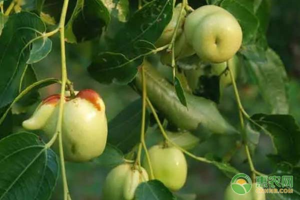 越冬甘蓝育苗技术要点，解决高温多雨出苗难题-绿源新宇生物有机肥官网