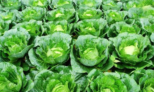 越冬甘蓝育苗技术要点，解决高温多雨出苗难题-绿源新宇生物有机