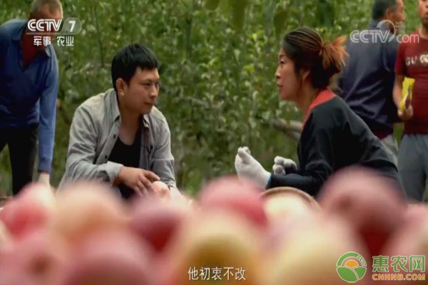 中国棉花产业面临机械化采摘转型挑战与机遇-绿源新宇生物有机肥官网