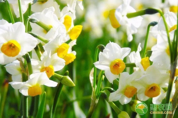 白毫茶国际市场拓展之路，福建茶商网络销售助力出口增长-绿源新宇生物有机肥官网