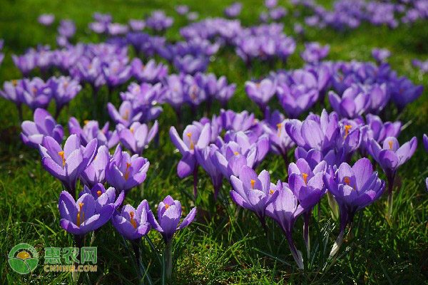收购冰糖柑 深加工出来甜日子