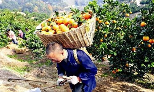 椪柑面临买难卖难问题