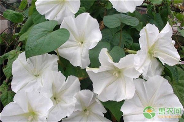 冬季水果首选——冰糖柑