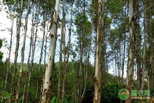 农产品批发商贩 市场走向的风向标
