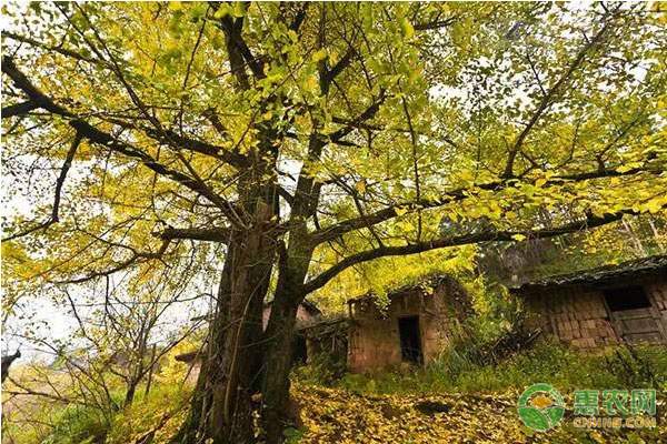 网络收购河蟹 价格更便宜