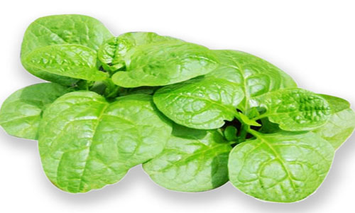 木耳菜是家常菜 价廉又有营养